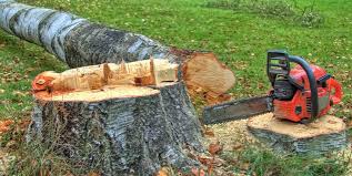 Best Tree Mulching  in Fillmore, CA