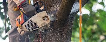 Best Seasonal Cleanup (Spring/Fall)  in Fillmore, CA