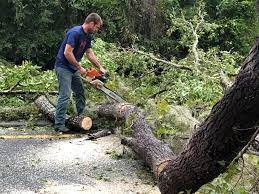 Best Tree Risk Assessment  in Fillmore, CA