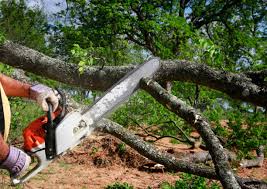 Best Arborist Consultation Services  in Fillmore, CA