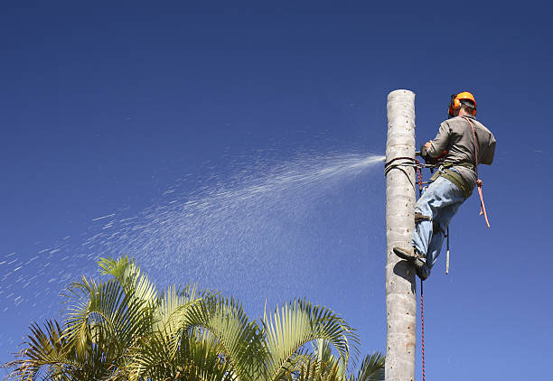 Best Lawn Disease Treatment  in Fillmore, CA