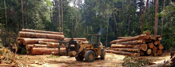Best Firewood Processing and Delivery  in Fillmore, CA