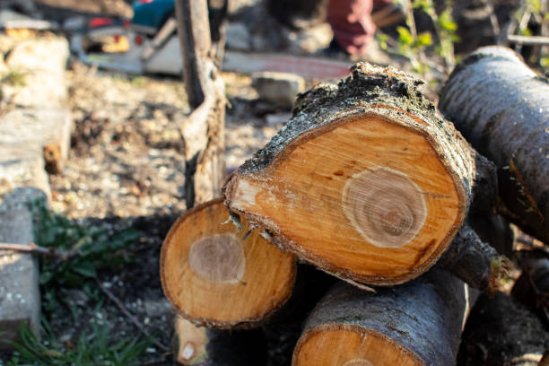 Best Tree and Shrub Care  in Fillmore, CA