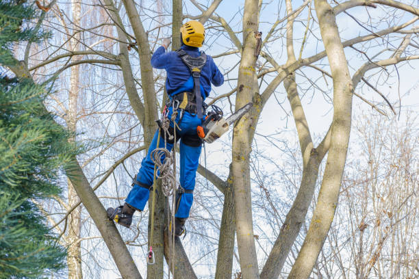 Professional Tree Care in Fillmore, CA