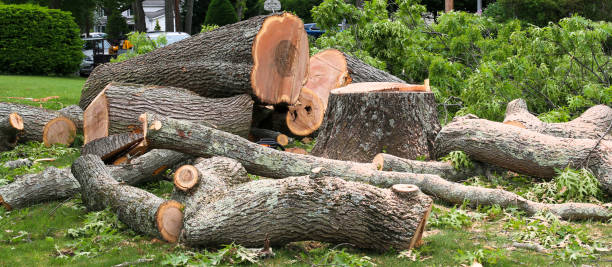  Fillmore, CA Tree Care Pros
