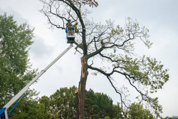 Best Palm Tree Trimming  in Fillmore, CA