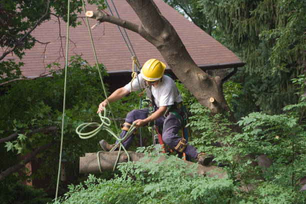 Lawn Maintenance Plans in Fillmore, CA