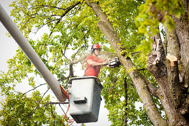 Best Stump Grinding and Removal  in Fillmore, CA