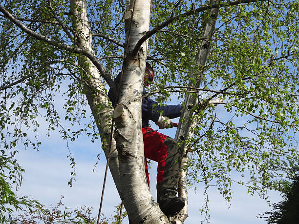 Best Tree Preservation Services  in Fillmore, CA