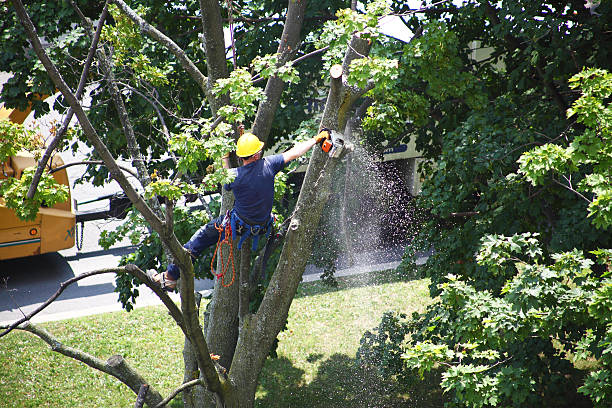 Best Utility Line Clearance  in Fillmore, CA