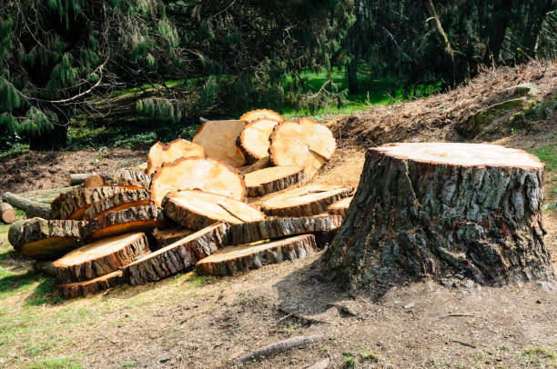 Best Emergency Tree Removal  in Fillmore, CA